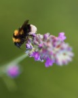 Bee Bee