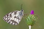 Melanargia galathea