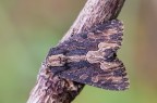 Bird's Wing Bird's Wing