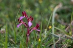 Orchidea selvatica Orchidea selvatica