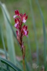 Orchidea selvatica_2 Orchidea selvatica_2