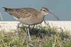 Chiurlo piccolo (Numenius phaeopus) Chiurlo piccolo (Numenius phaeopus)