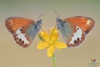 Coenonympha arcania �