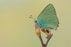 Callophrys rubi Callophrys rubi