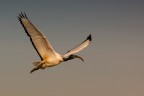 ibis sacro ibis sacro