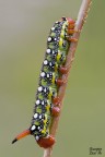 Hyles euphorbiae Hyles euphorbiae