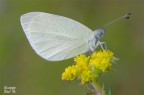 Pieris rapae Pieris rapae