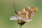 Melithaea phoebe Melithaea phoebe