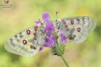 La mosca..... La mosca.....
