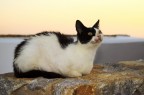 Gatto Gatto