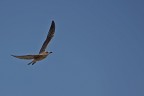 Gabbiano in volo Gabbiano in volo