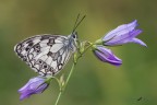 Melanargia galathea Melanargia galathea