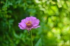 Bokeh... Bokeh...