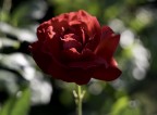 simply red simply red