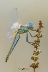 Sympetrum-fonscolombii female Sympetrum-fonscolombii female