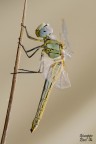 Sympetrum Fonscolonbii Sympetrum Fonscolonbii