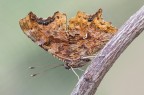 The comma The comma