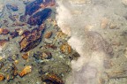 Terra-Cielo-Acqua-Vita Terra-Cielo-Acqua-Vita
