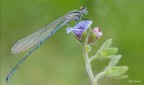 Coenagrion puella...
