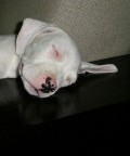 Dolce dormire Dolce dormire