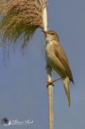 Cannaiola (Acrocephalus scirpaceus ) Cannaiola (Acrocephalus scirpaceus )