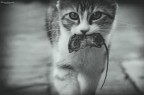 .....preso.. .....preso..