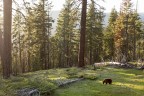 orso nero orso nero