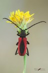 Purpuricenus-kaehleri-(Linnaeus-1758) Purpuricenus-kaehleri-(Linnaeus-1758)