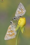 Pyrgus sidae² Pyrgus sidae²