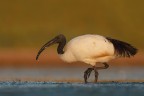 il passo dell'ibis sacro il passo dell'ibis sacro