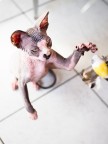Sphynx in action Sphynx in action