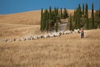 al pascolo al pascolo