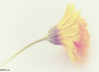 ...solo un fiore... ...solo un fiore...