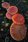 fatal mushroom fatal mushroom