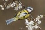 Cinciarella e il biancospino Cinciarella e il biancospino