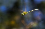 | On the fly | | On the fly |