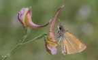 Thymelicus sylvestris Thymelicus sylvestris