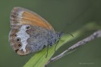 Coenonympha arcania