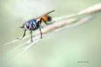 Ecco un simpatico dittero che si diverte a fare gli scivolo Ecco un simpatico dittero che si diverte a fare gli scivolo