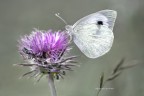 Pieris Rapae Pieris Rapae