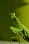 green green