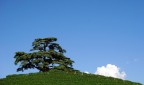 il cedro il cedro