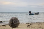 Mature Coconut Mature Coconut
