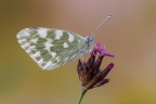 Pontia edusa Pontia edusa