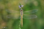 Sympetrum fonscolombii Sympetrum fonscolombii