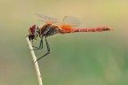 Il pasto del Sympetrum Il pasto del Sympetrum