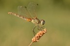Un Sympetrum al giorno...