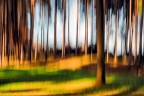 trees & light trees & light