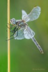 Classica posa "Sympetrum fonscolombii " Classica posa "Sympetrum fonscolombii "