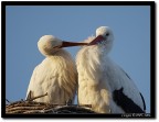 Cicogne che si coccolano
